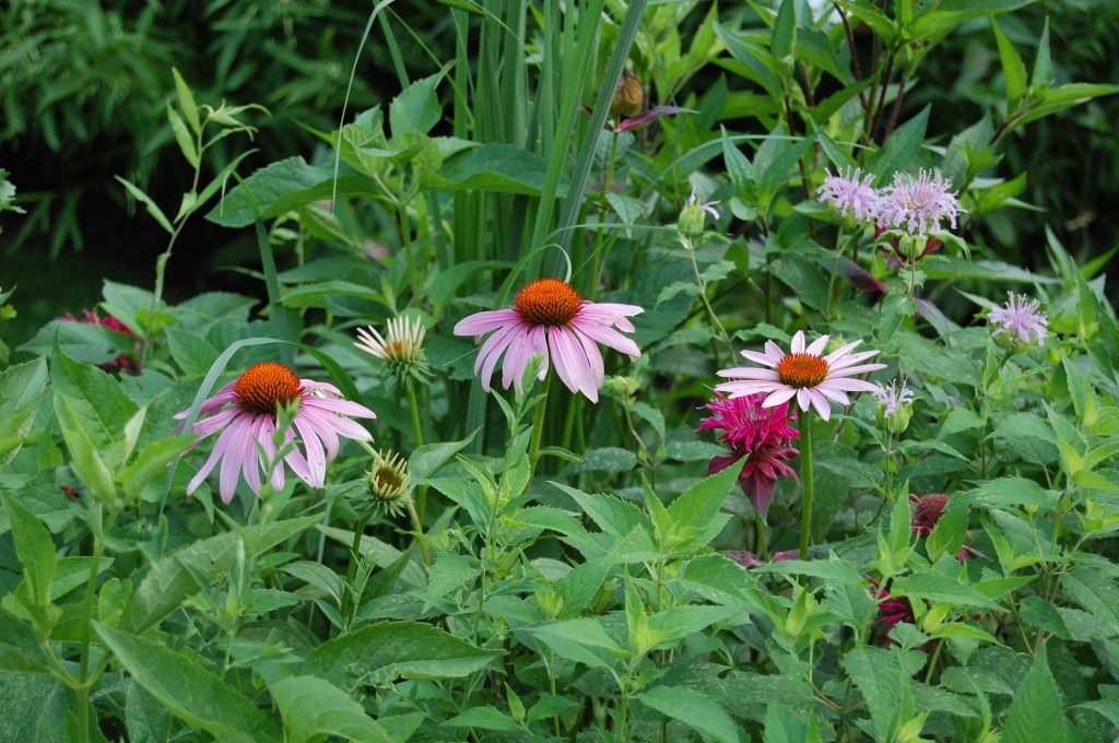 Purple Coneflowers
