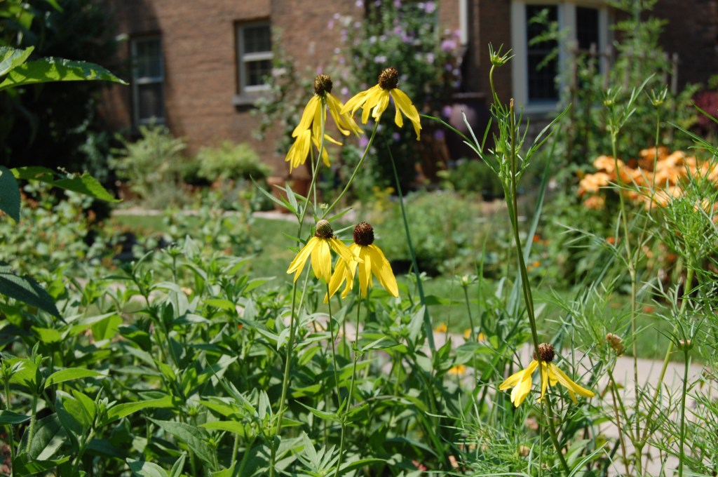 Grey headed coneflower, Ratibida pinnata