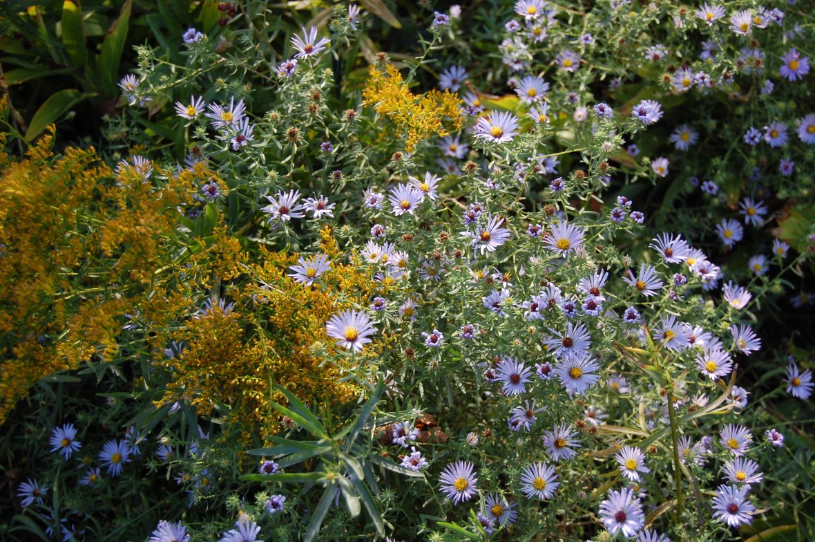 Aromatic Aster, Symphyotrichum oblongifolius, Anise Scented Goldenrod, Solidago odora