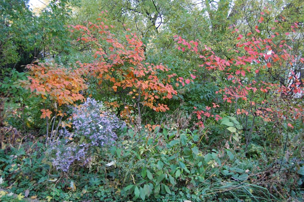 Serviceberry 'Autumn Brilliance', Amelanchier