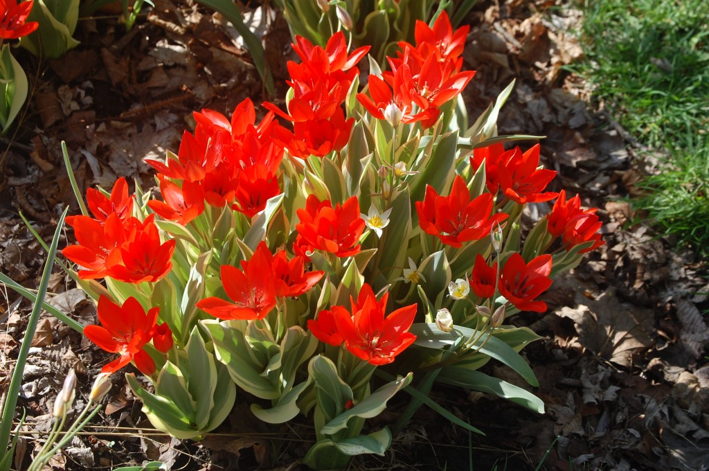Species tulip 'Fusilier'