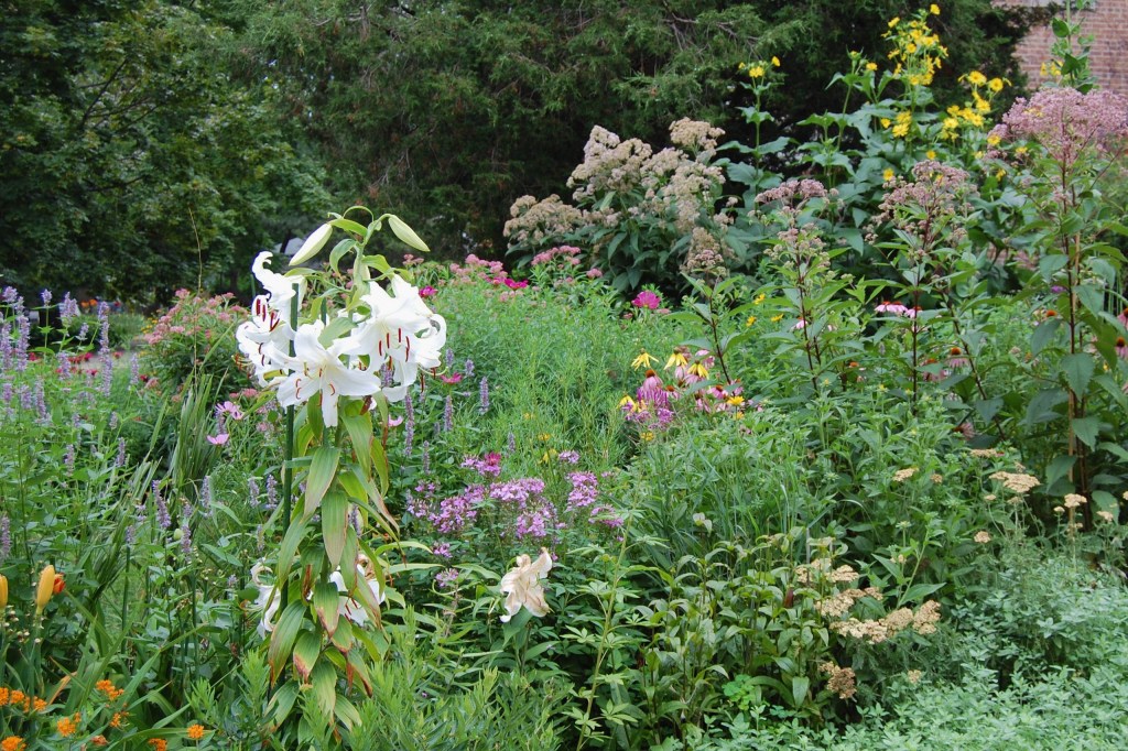 'Casa Blanca' Oriental Lilies, Eupatorium maculatum 'Gateway', Joe Pye Weed