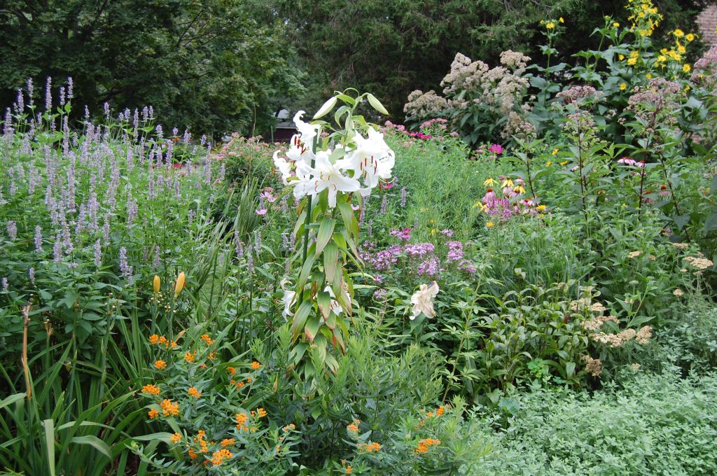 Beautiful flower border