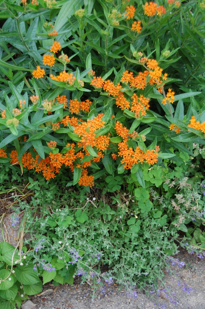 Butterflyweed, Asclepias tuberosa