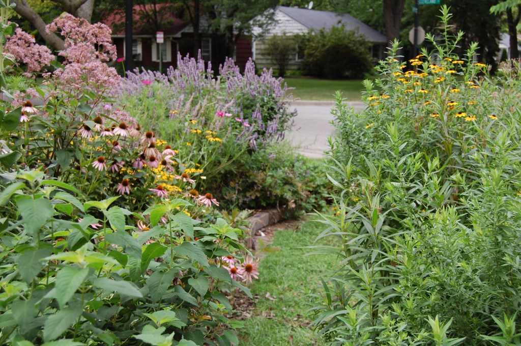 front garden, anise hyssop, purple coneflower, brown eyed susan