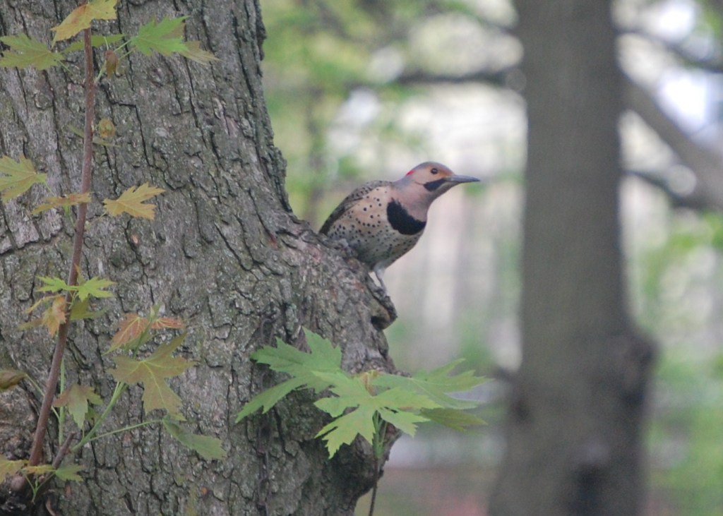 Northern Flicker on Silver Maple tree.