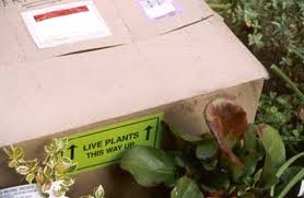 box of plants 2