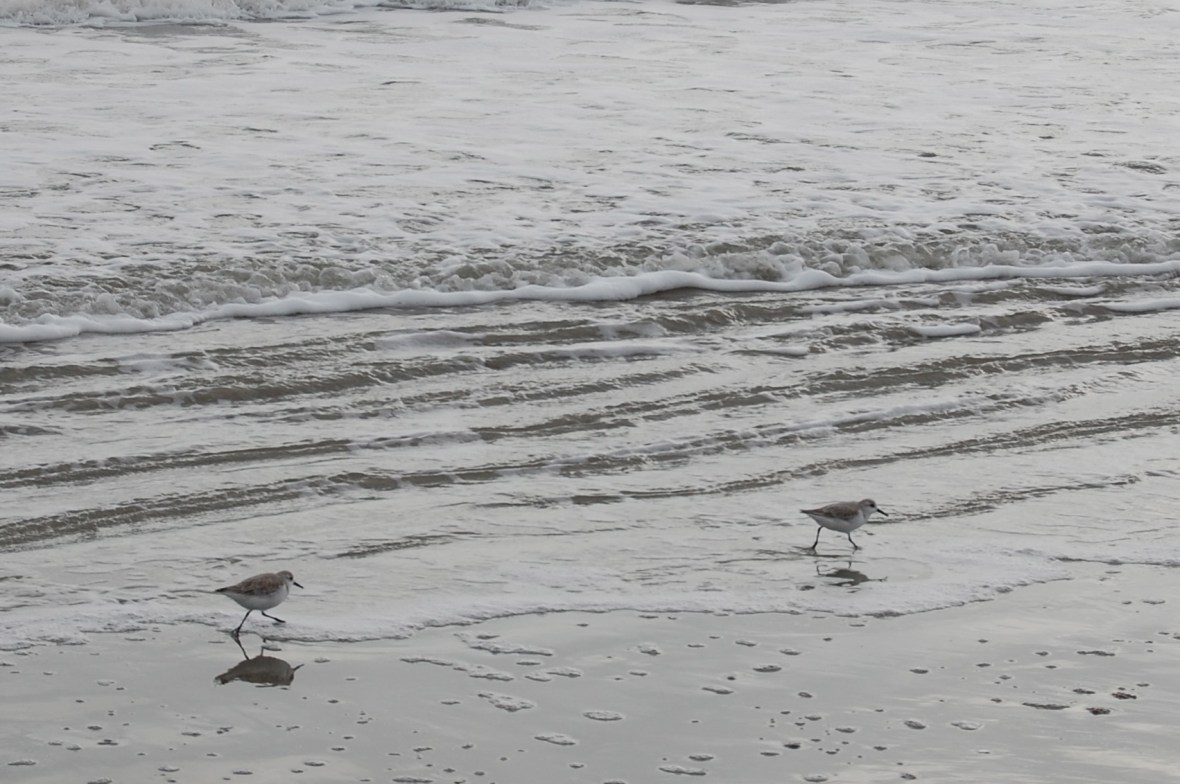 Sanderlings