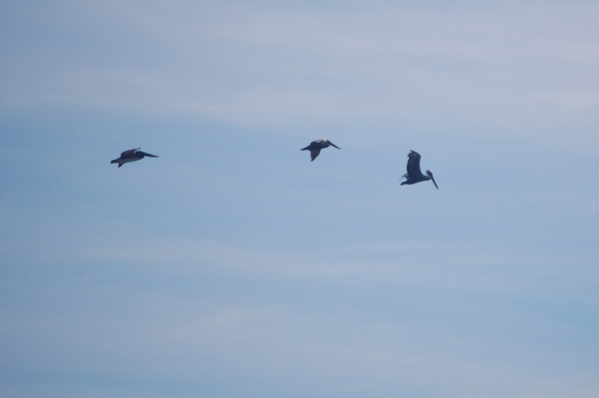 Brown Pelicans