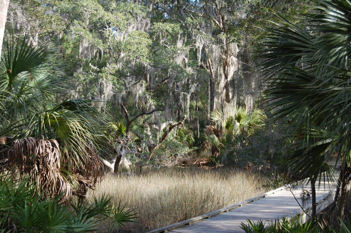 Live Oaks, Edisto Beach State Park