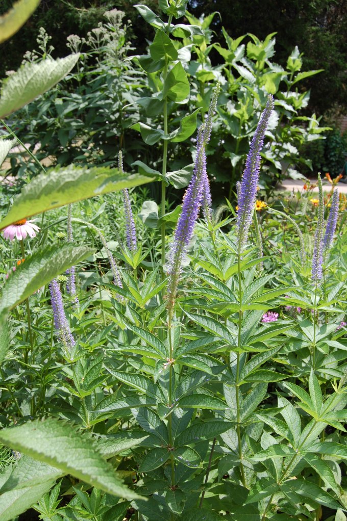 Culver's Root 'Fascination'