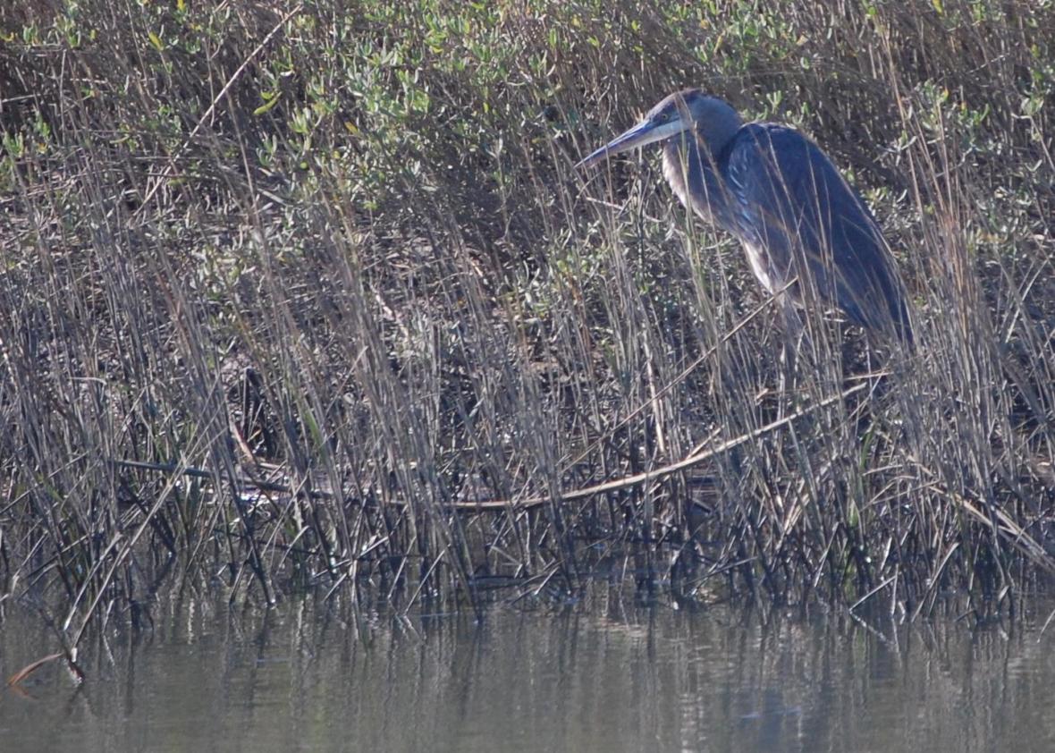 Great Blue Heron