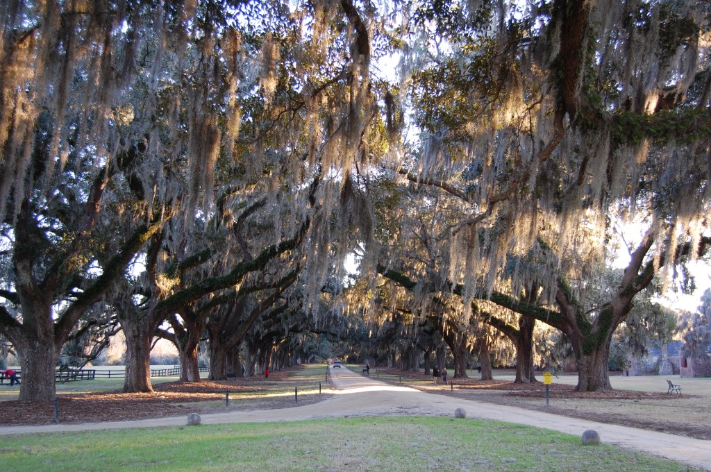 Live oaks Spanish moss