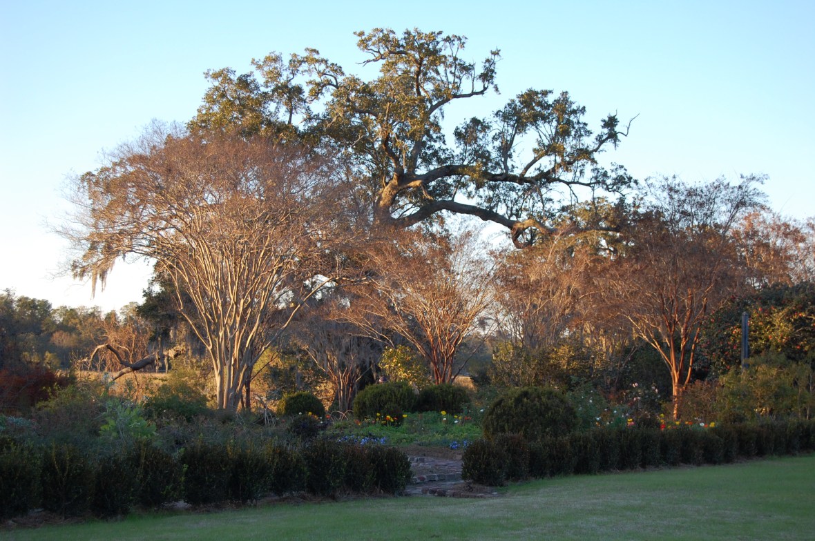 Boone Hall gardens