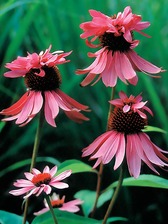 Echinacea 'Double Decker'
