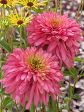 Echinacea 'Pink Poodle'