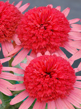 Echinacea 'Secret Passion'