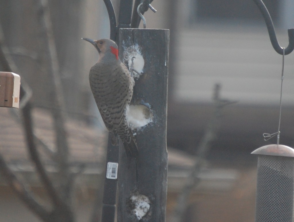 Northern Flicker on suet feeder