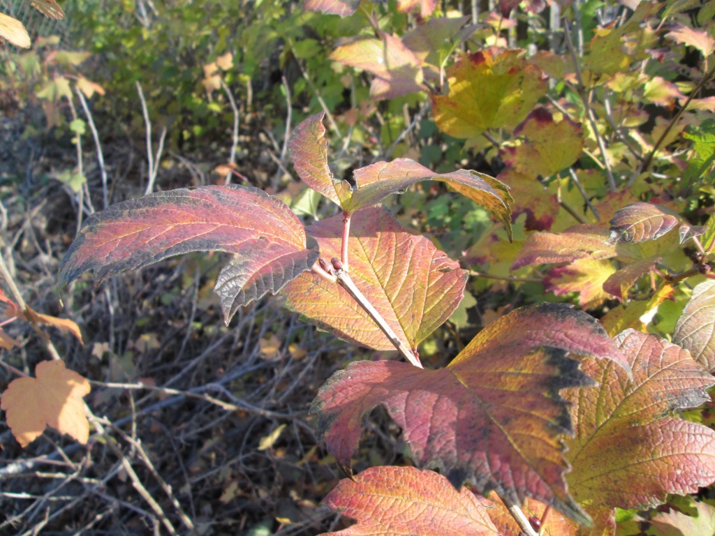 Cranberrybush Viburnum, Viburnum trilobum