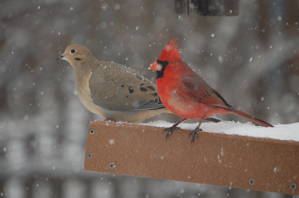 Cardinal, Mourning Dove