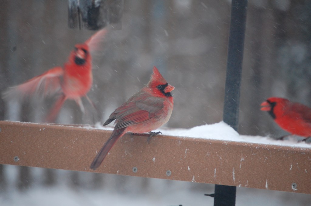 Cardinals, platform feeder
