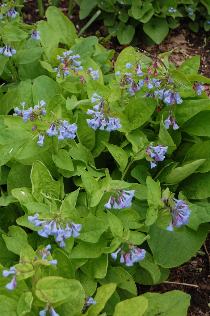 Virginia Bluebells