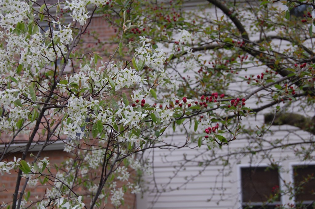 Serviceberry 'Autumn Brilliance'