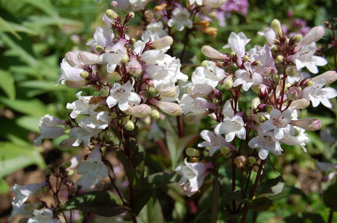 Smooth Penstemon