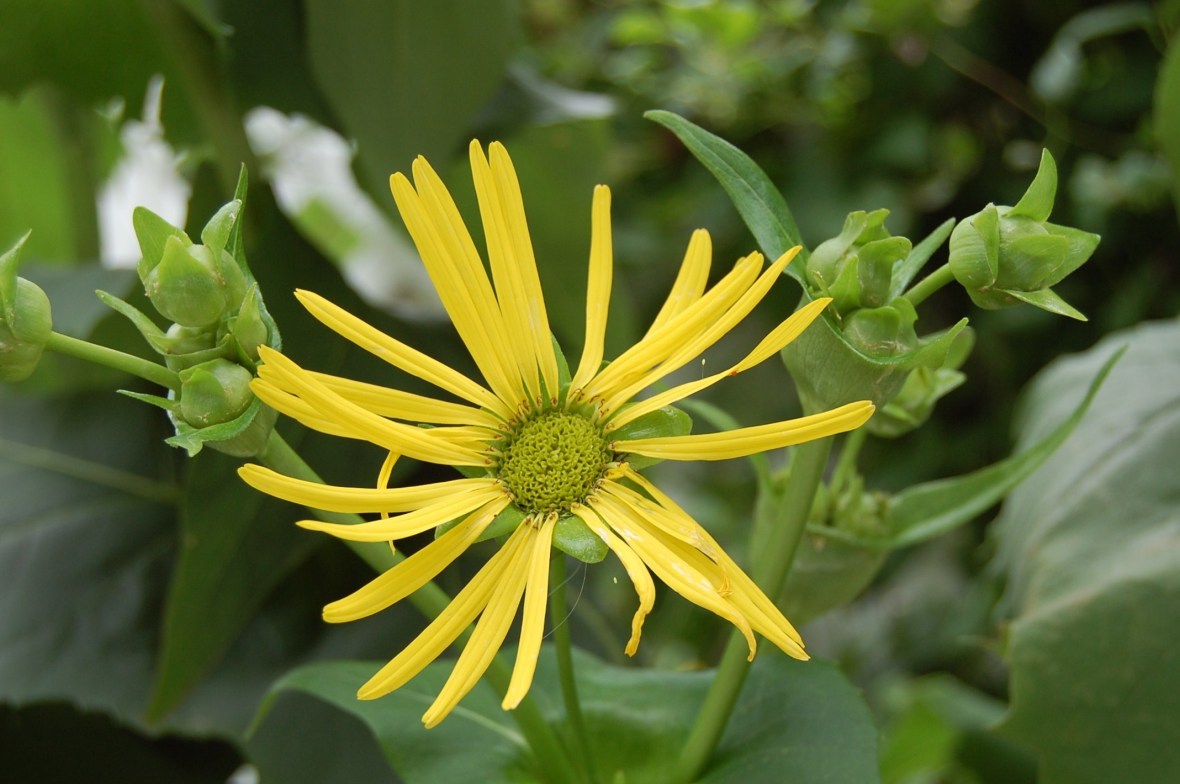 Cup Plant, Silphium perfoliatum