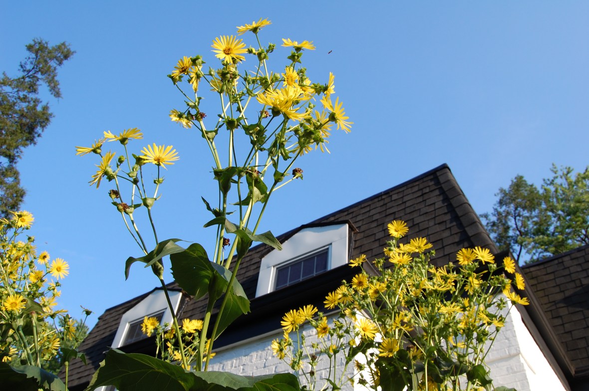 Cup Plant, Silphium perfoliatum