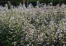 Calamintha nepetoides 