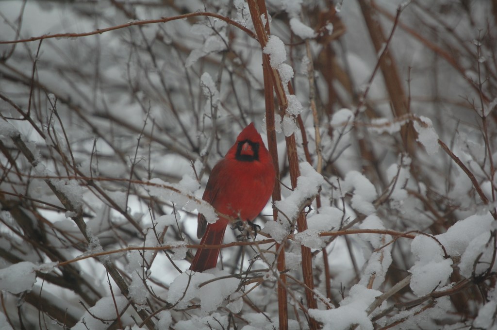 Cardinal, Deutzia