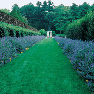 Bluebeard 'Longwood Blue'