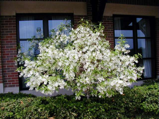 Fringe Tree, Chionanthus virginicus