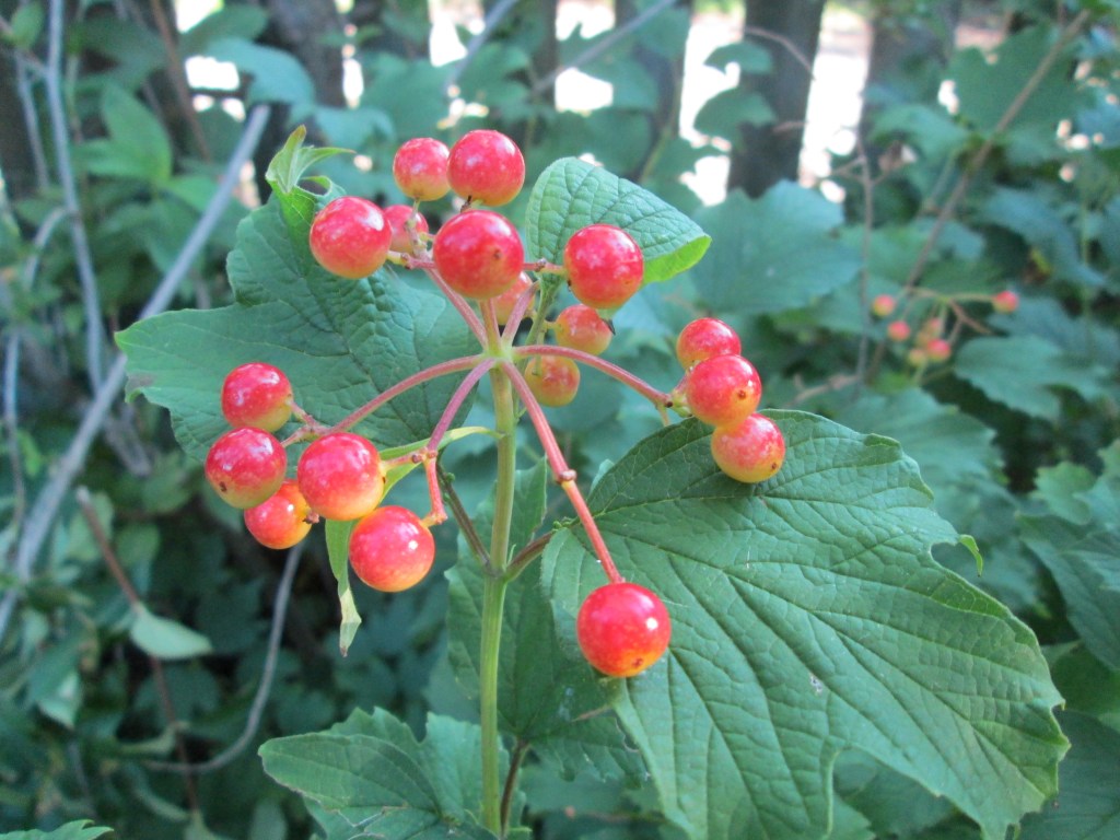 Cranberrybush Viburnum, Viburnum trilobum