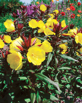 Sundrops, Oenothera fruticosa 'Summer Solstice'