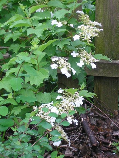 Cranberrybush Viburnum, Viburnum trilobum