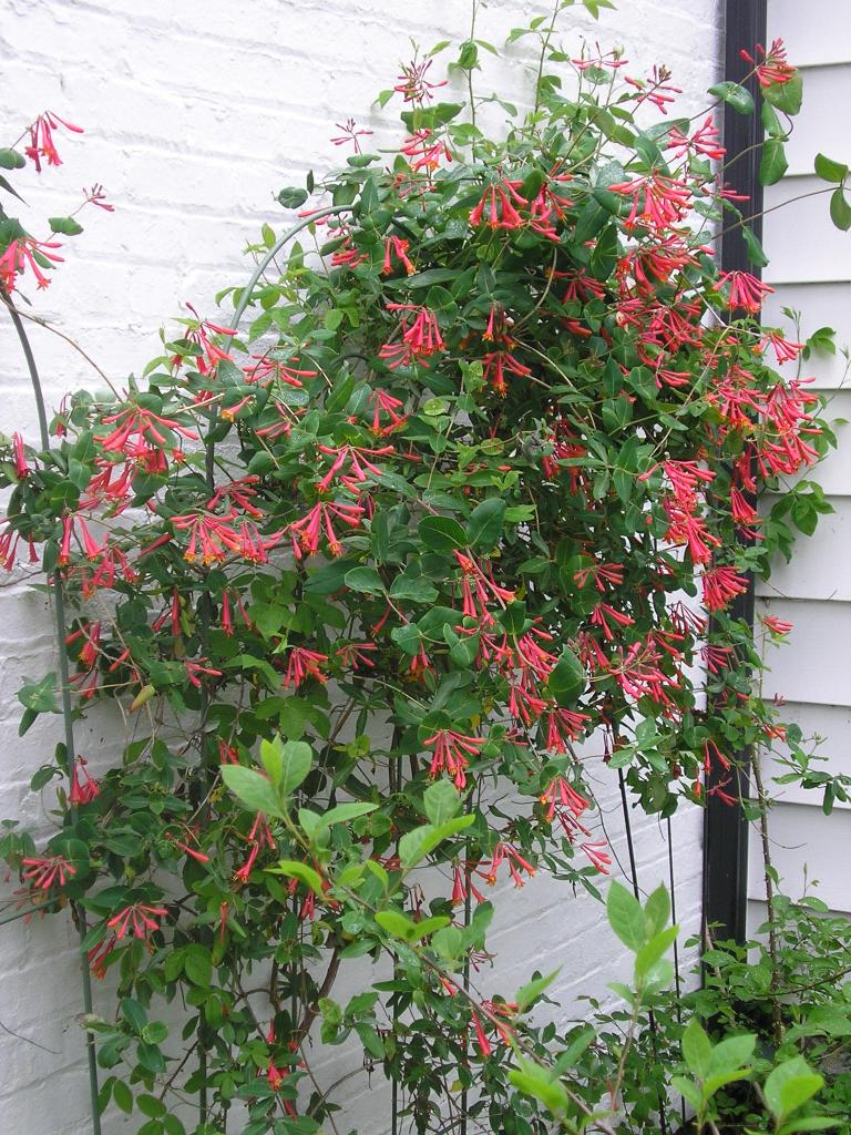 Trumpet honeysuckle