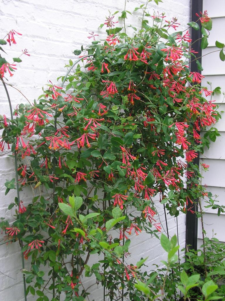 Trumpet honeysuckle