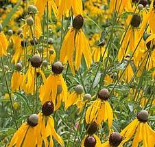 Yellow Coneflower, Ratibida pinnata