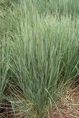Schizachyrium scoparius, Little Bluestem 'The Blues'