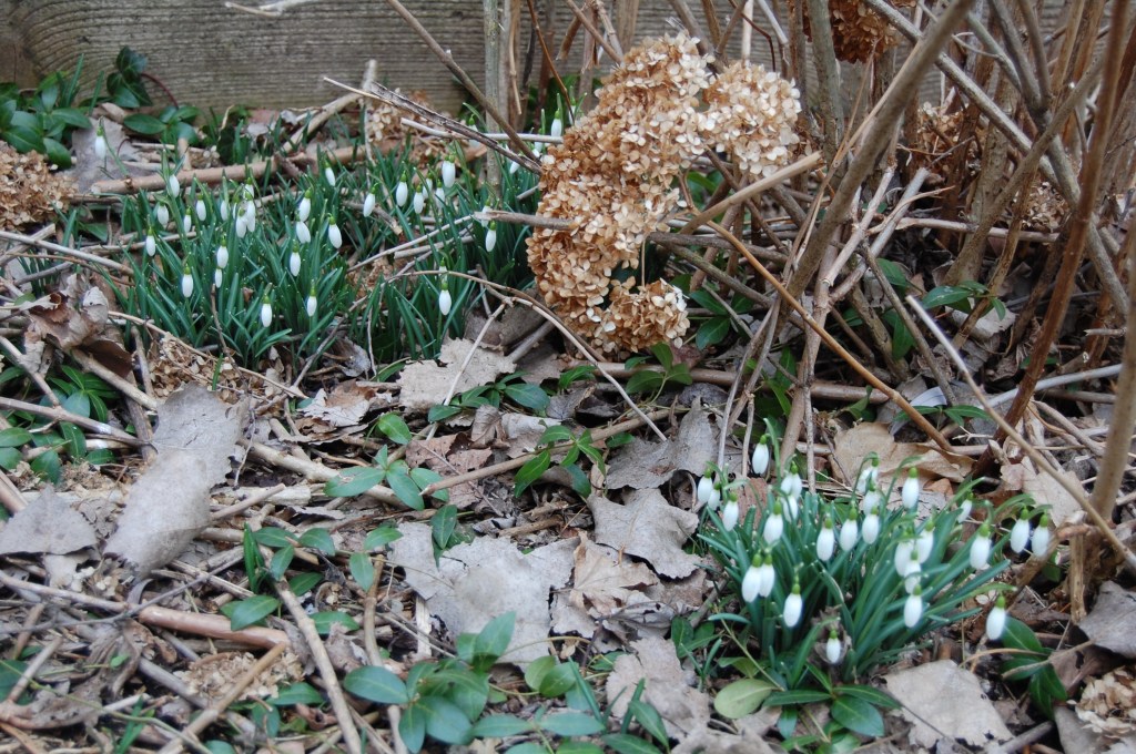 Snowdrops