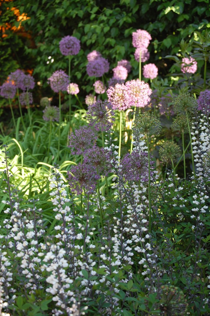 Allium and White False Indigo