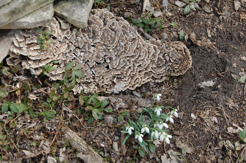 Snowdrops, Galanthus