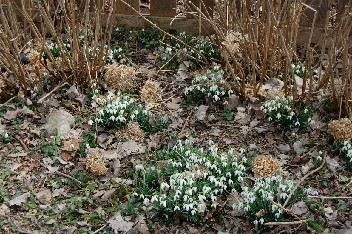 Snowdrops, Galanthus