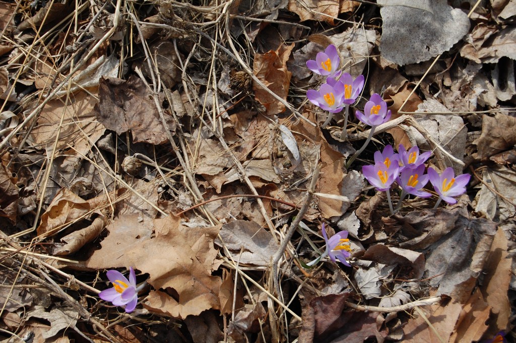 Crocus tommasinianus 'Baar's Purple'
