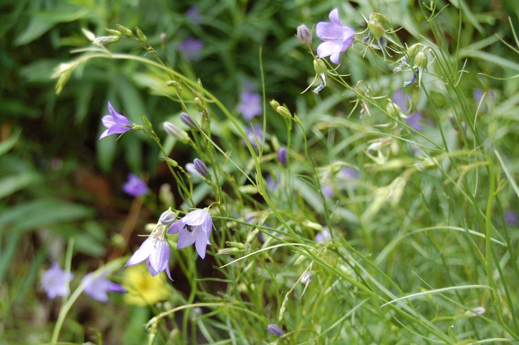 Harebell, Campanula rotundifolia
