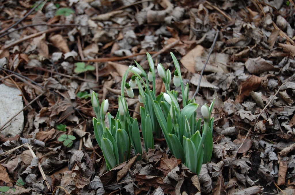 Snowdrops