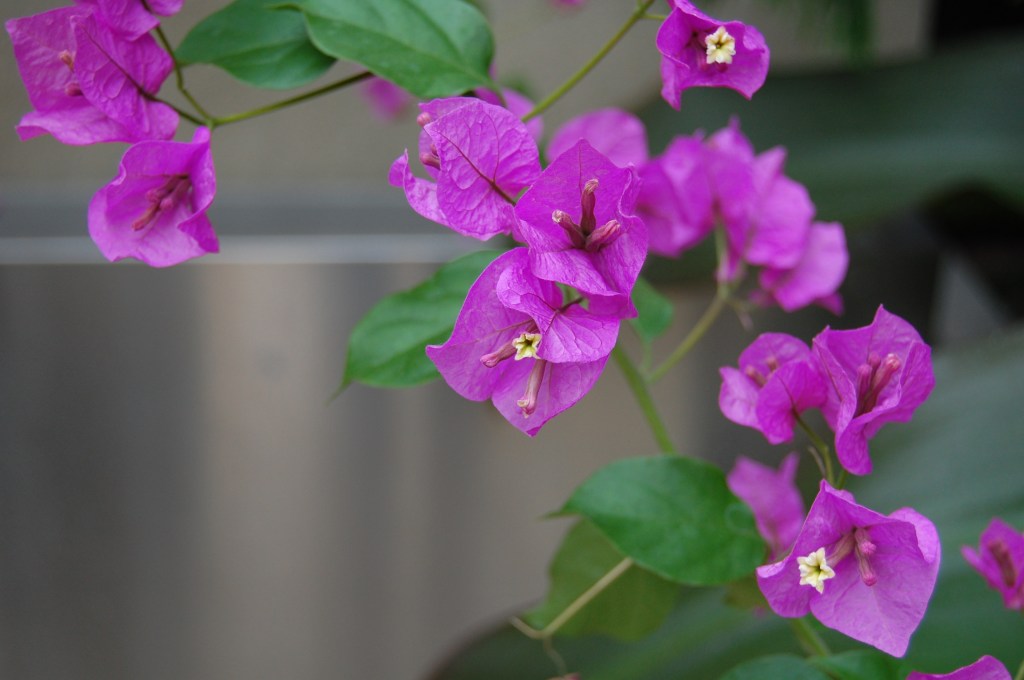 Bougainvillea