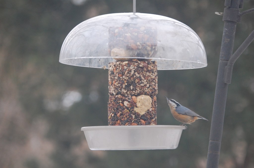 Red Breasted Nuthatch inspects our new Stackables.